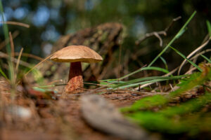 Shroom lady not crazy